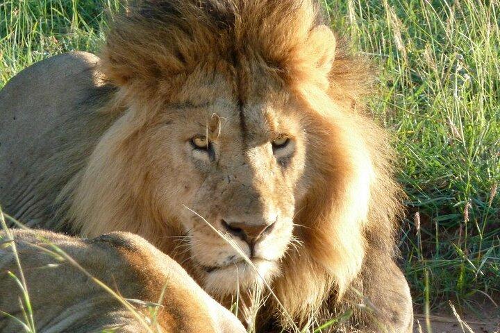 3 Day Maasai Mara Shared Safari In a Land Cruiser