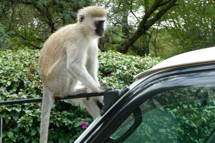 3 Day Maasai Mara Shared Safari In a Land Cruiser