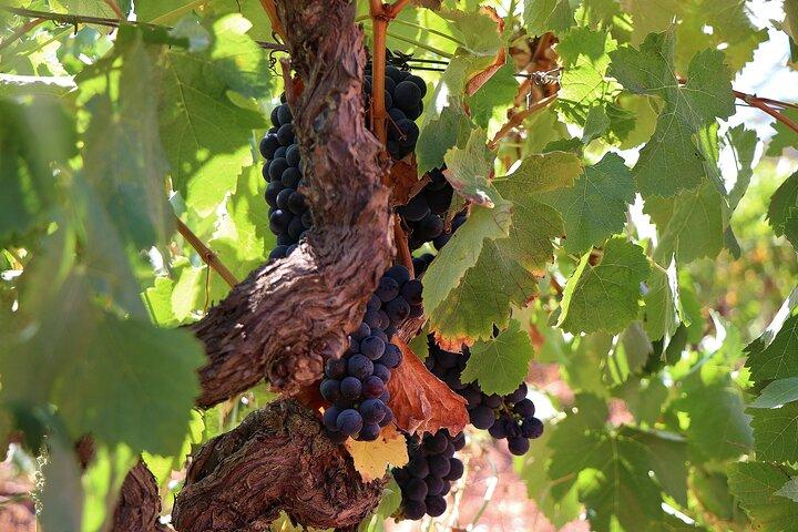 Private Wine Tasting in the Setúbal Wine Region, from Lisbon