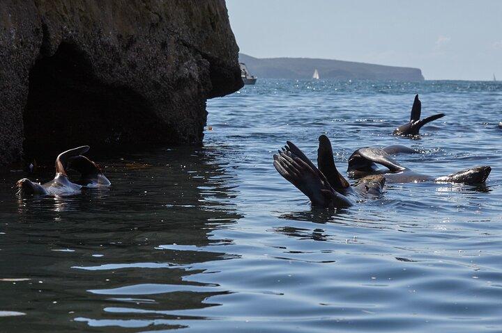 Sydney Kayak Seal Encounter Adventure with Gourmet Food