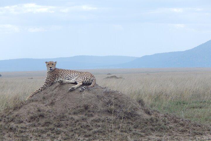 5 Days Safari to Serengeti, Ngorongoro, Tarangire from Arusha