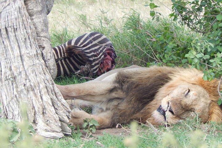 5 Days Safari to Serengeti, Ngorongoro, Tarangire from Arusha