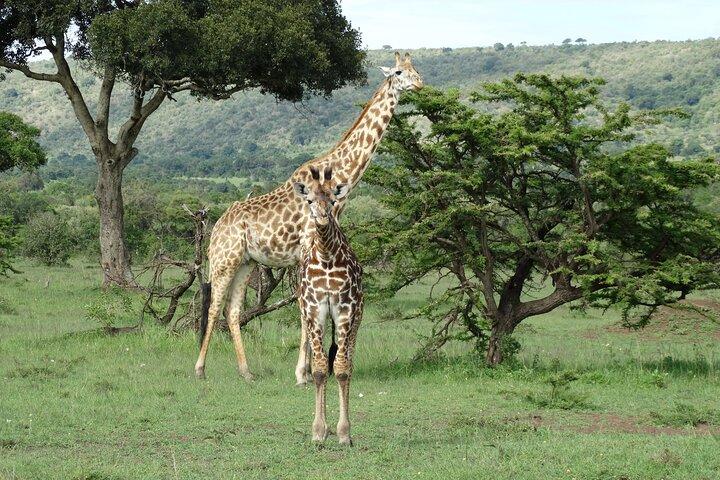 10 Days Calving Season & Zanzibar Special