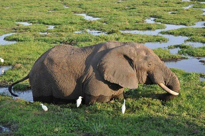 3 Days Amboseli National Park Guided safari from Nairobi
