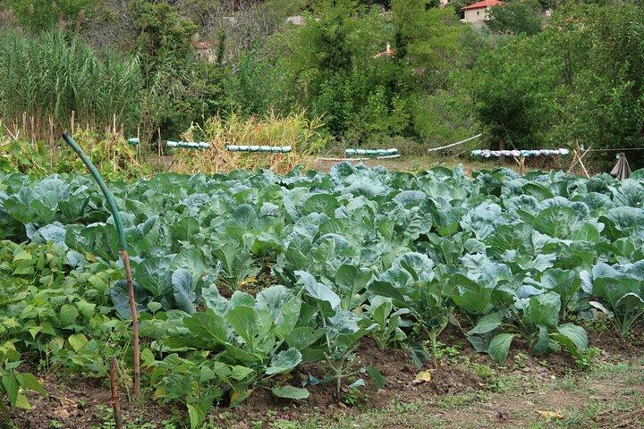Sustainbable Cooking class, explore a mountainous village