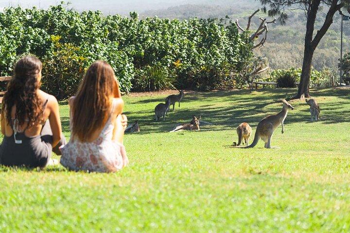 North Stradbroke Island Day Tour from Brisbane – Small Group
