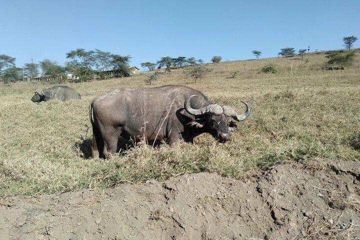 2-Day Private Safari to Lake Nakuru and Hell's Gate Parks