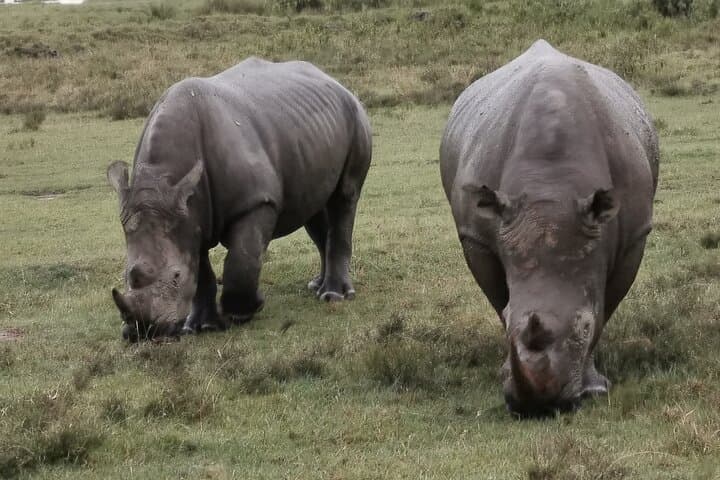 5-Day Safari in Maasai Mara, Lake Nakuru and Naivasha