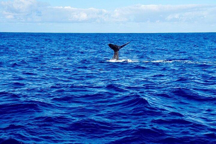 Dolphins Encounter and Whale Watching