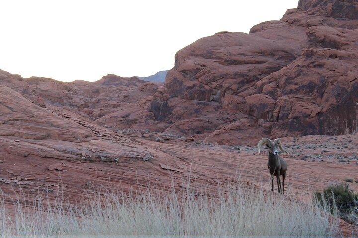 Valley of Fire Tour