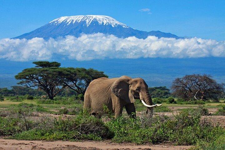 7 Days Best Luxury Safari To Tanzania