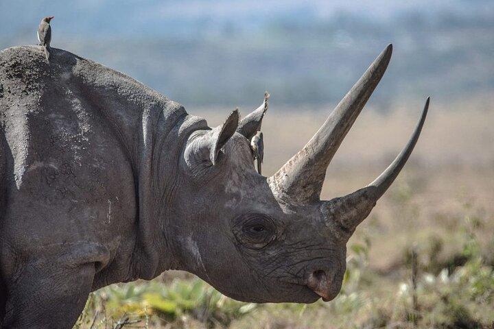 7 Days Best Luxury Safari To Tanzania