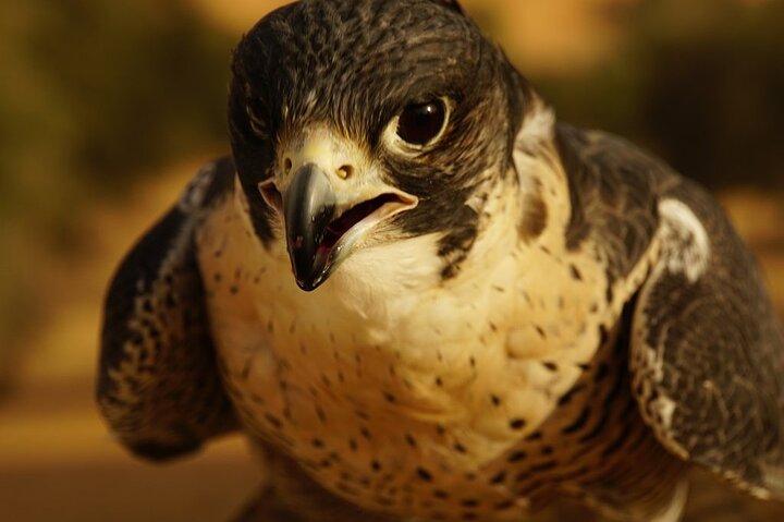Small-Group Tour: Falcon 2—Dubai Falconry Safari
