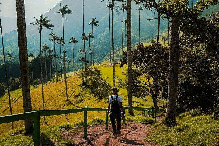 Cocora Valley Tour and Coffee Farms