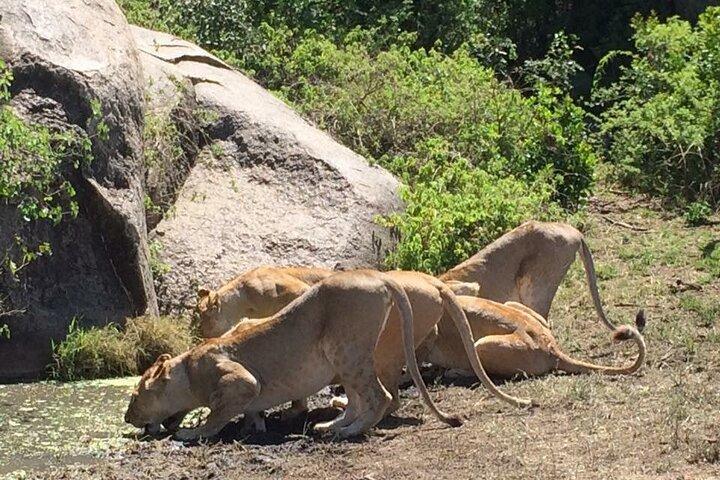 8 Days Luxury Serena Safari