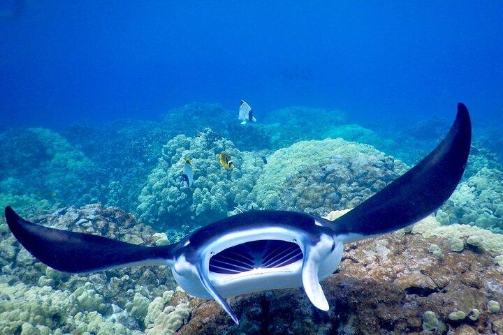Sunset and Manta Ray Snorkel Adventure