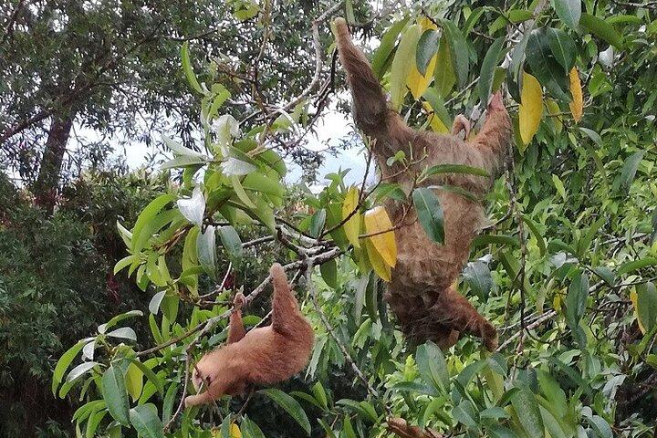 Slothies and Birds Sightseeing