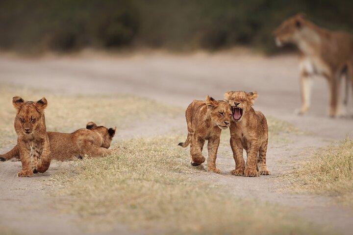 All inclusive BIG 5 Kruger 2 Day Safari from Johannesburg