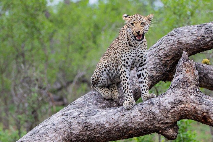All inclusive BIG 5 Kruger 2 Day Safari from Johannesburg