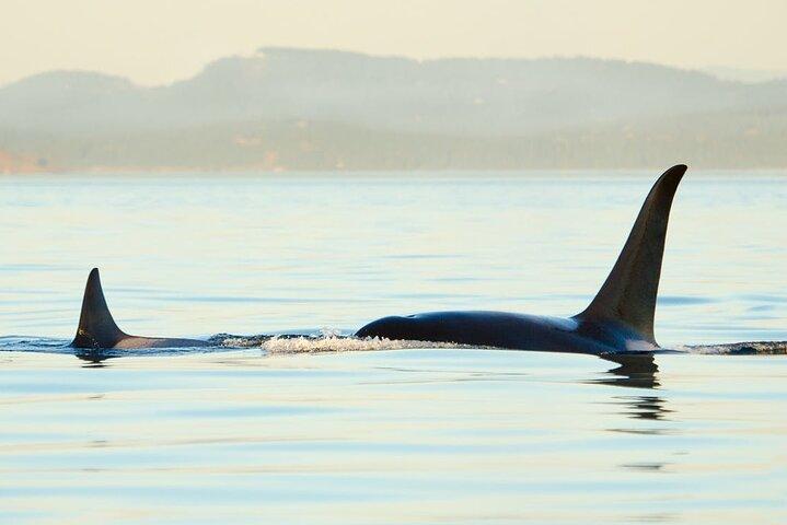 Juneau Wildlife Whale Watching