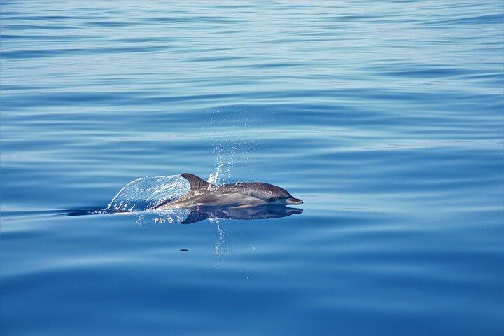 Whale and Dolphin Watching Tour in Madeira