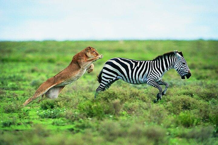 4 Day Camping Safari Arusha - Tarangire, Serengeti & Ngorongoro