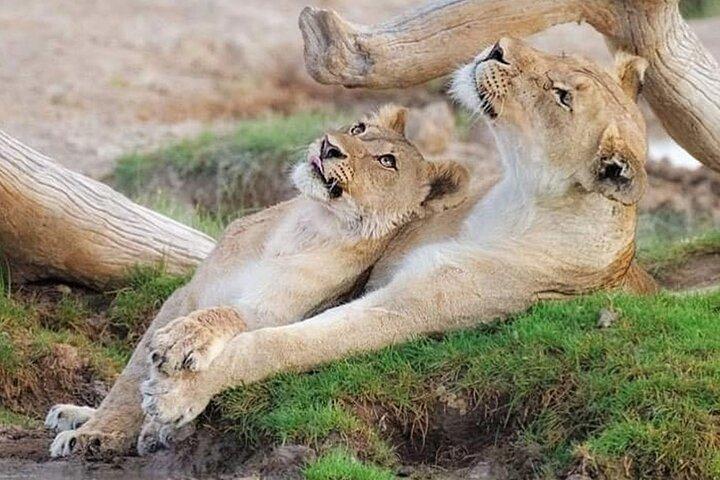 6 Days Safari Wildlife and Culture Tour
