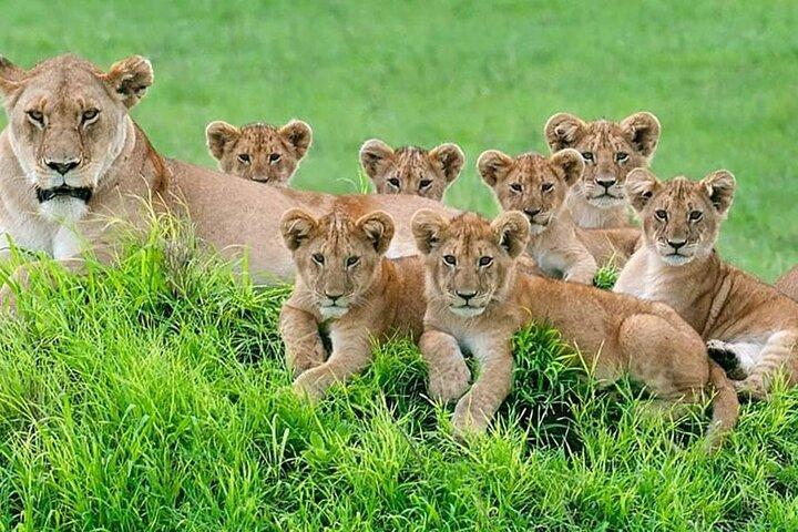 6 Days Safari Wildlife and Culture Tour