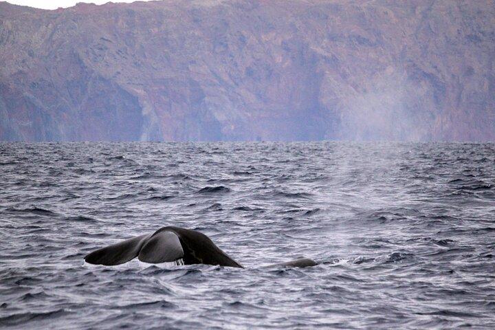Responsible Whales and/or Dolphins Watching Tour