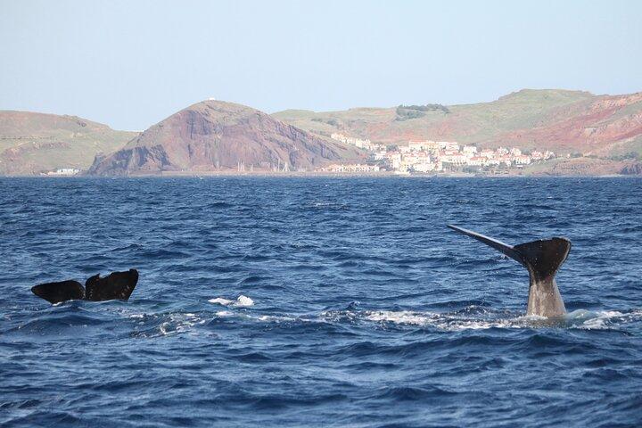 Responsible Whales and/or Dolphins Watching Tour