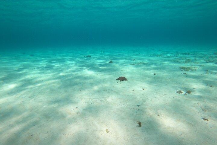 Bavarian Fiesta Snorkel Activity in Glass Bottom Boat at San Miguel de Cozumel