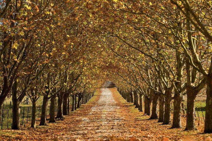 Southern Highlands Private Tour with Wine, Waterfall and Garden