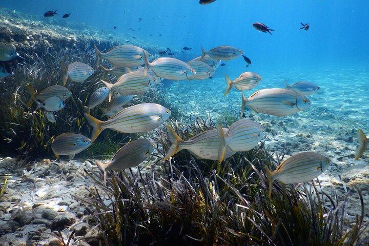 Snorkeling Adventure Trip