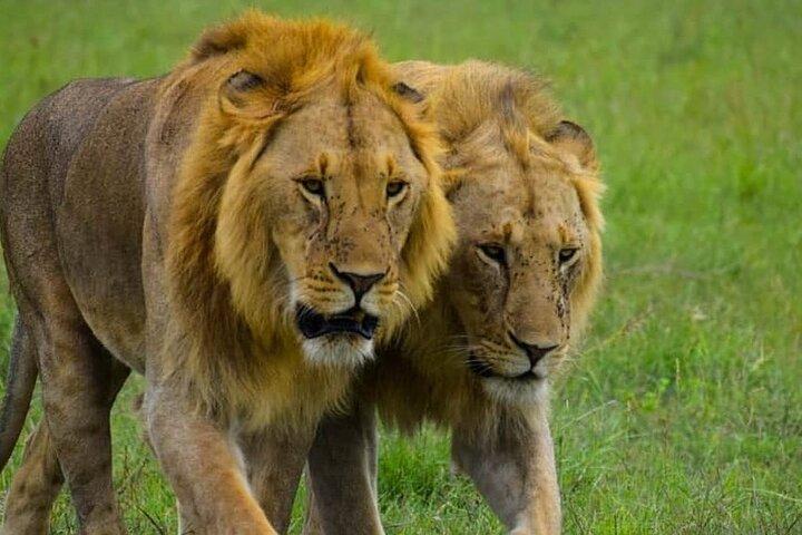 A Day Trip Safari To Lake Manyara National Park