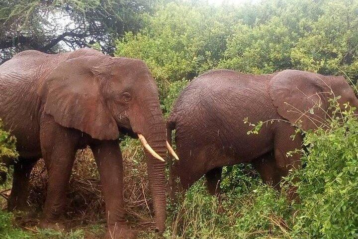 A Day Trip Safari To Lake Manyara National Park