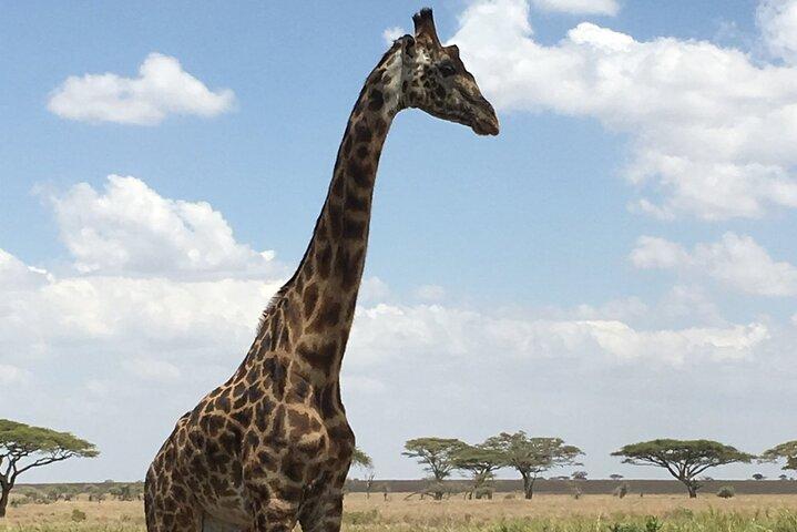 5 day safari Tarangire Serengeti and Ngorongoro crater