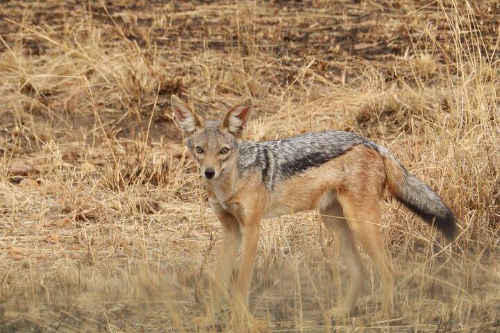3-day safari to Serengeti National Park