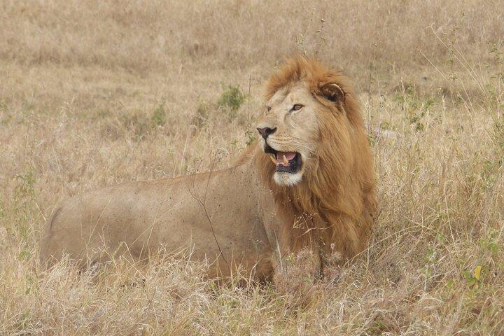 4 Day Serengeti and Ngorongoro crater