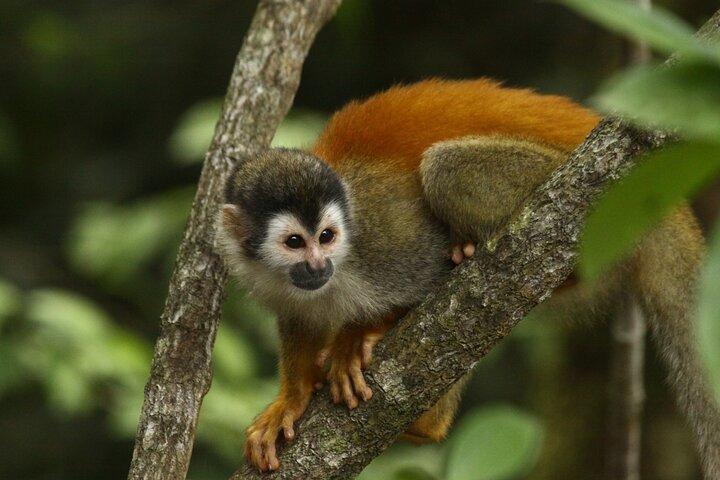 Manuel Antonio National Park guided tour