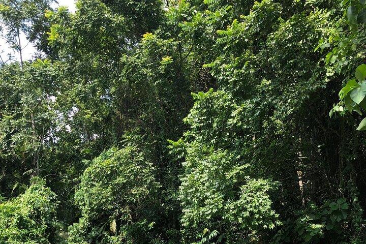Srimangal nature tour in forest and tea garden