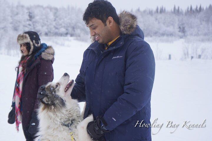 Dogsled Adventure in Fairbanks with Homestead tour