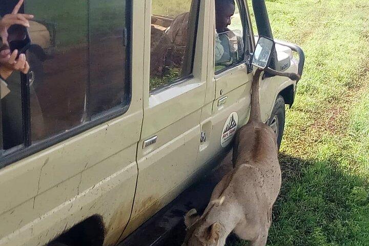 Ngorongoro Crater Full Day Tour