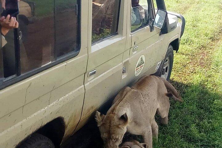 4 Days Big 5 Tour & Cultural Experience