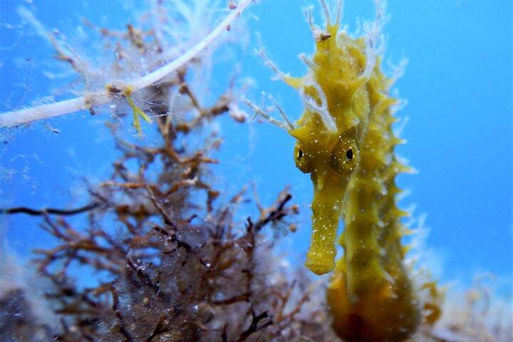 Qualified Diver 1 Tank Dive in Mykonos