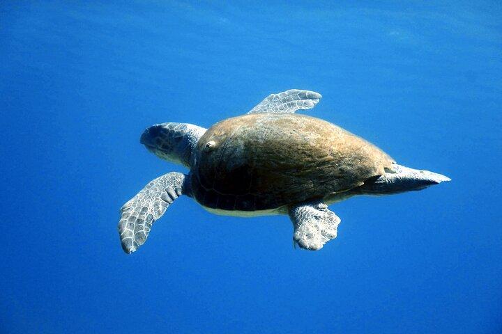 Qualified Diver 1 Tank Dive in Mykonos