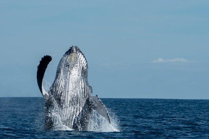 World Class Whale Watching with Breakfast and Open Bar