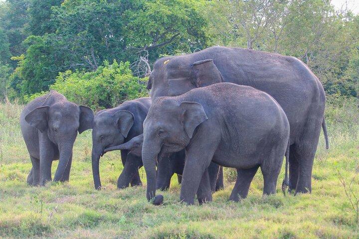 Ancient Kingdom and Wild Elephant Safari from Polonnaruwa