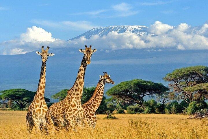 3 Day Amboseli Safari