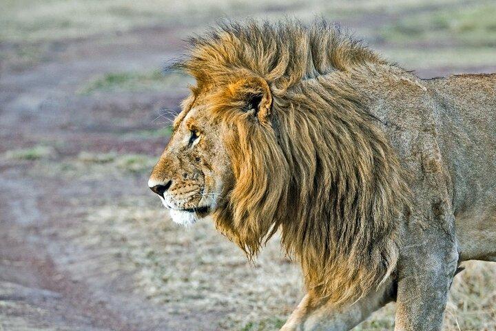 3 Day Amboseli Safari