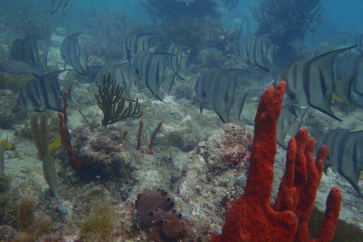 Discover Scuba